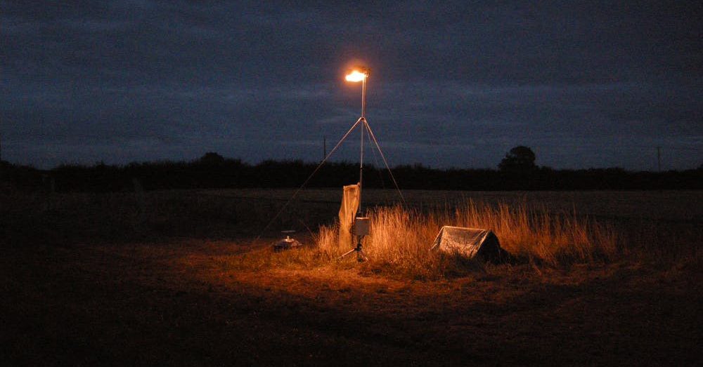 Pollinators: switch street lights off at midnight to help moths and nocturnal  wildlife - International Dark-Sky Association