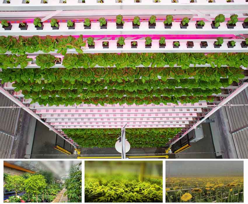 plant factory in Japan