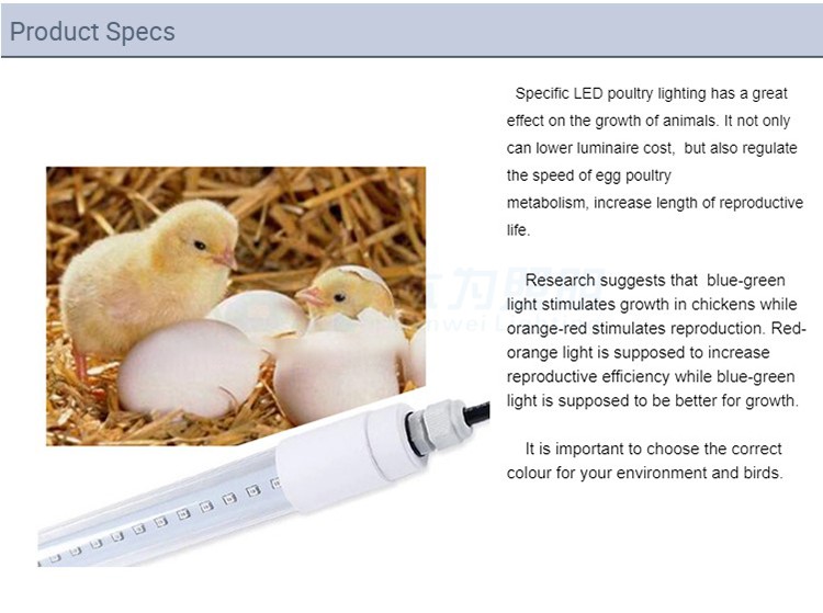 best light for chicken coop