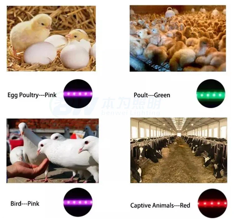 led lights for poultry house