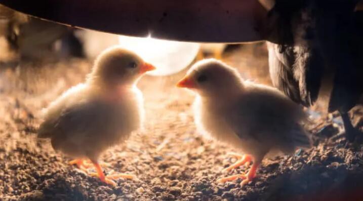 Do Chickens Require Nightlights