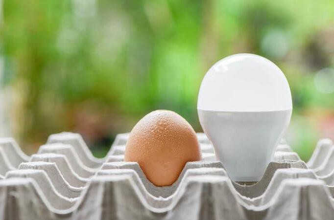Does Light Help Chickens Lay Eggs (2) Does Light Help Chickens Lay Eggs (2)