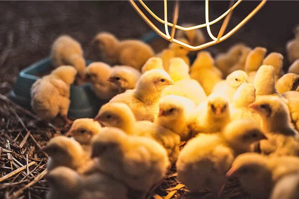 Does it become dark enough for chickens to sleep