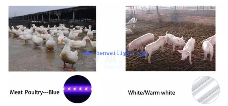 broiler lighting system broiler lighting system