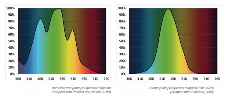 chicken coop lighting for egg production