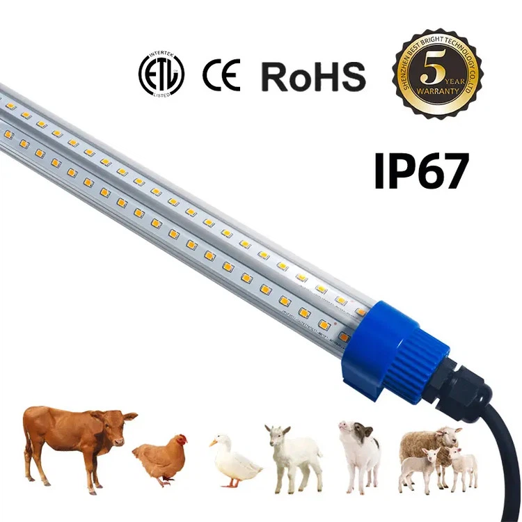 Cattle Shed Lighting Cattle Shed Lighting