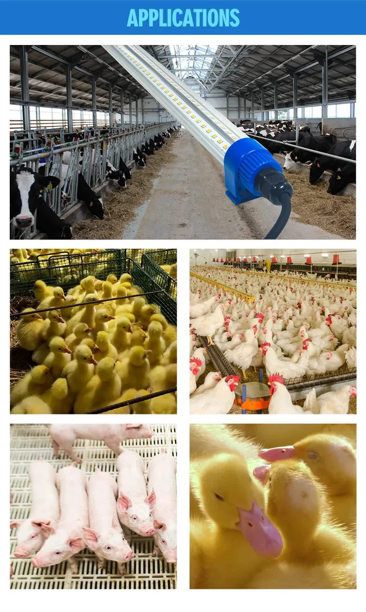 DC12V LED Poultry Lighting application DC12V LED Poultry Lighting application