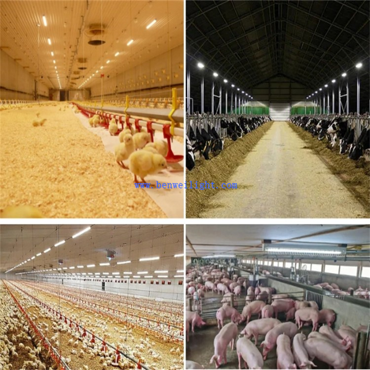 poultry farming 11 poultry farming 11