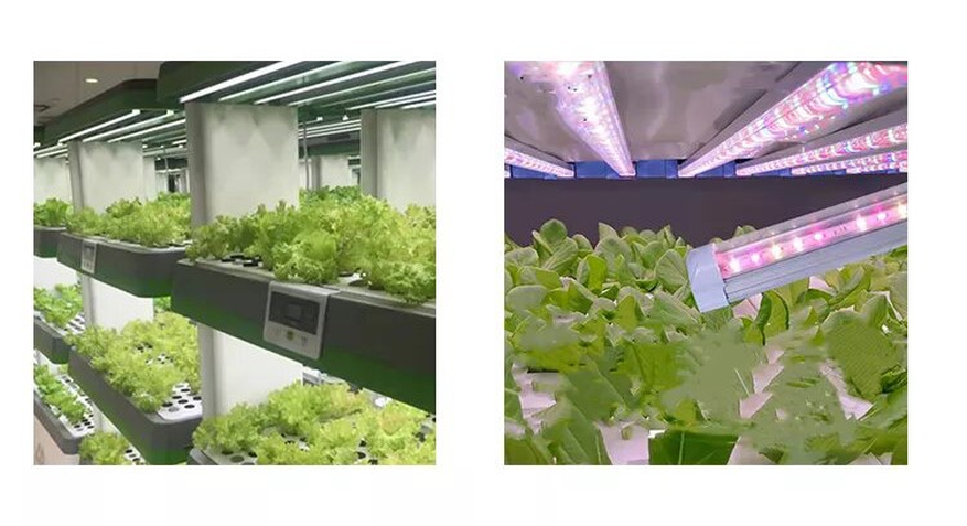 luz crecimiento plantas 3 luz crecimiento plantas 3