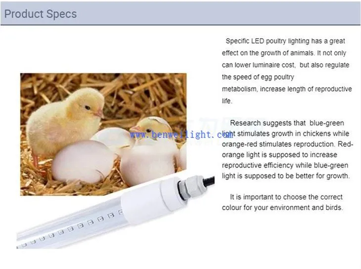 Blue Light For Chickens