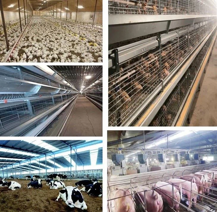 dimmer poultry LED light for chicken farm application