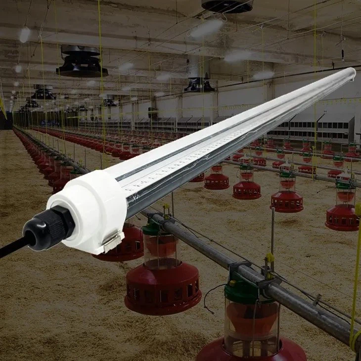 dimmer poultry LED light for chicken farm4