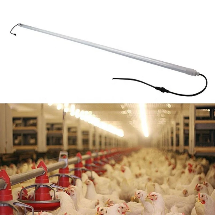 Poultry Lighting Poultry Lighting