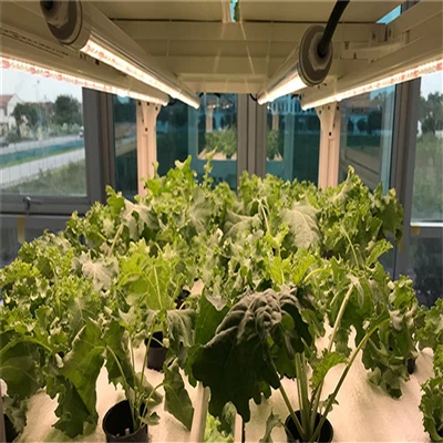 Optimizing Blueberry Flower Bud Quality With LED Light: Key Strategies For Higher Yield