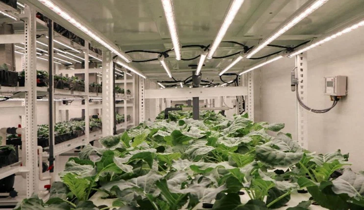 info-742-428 info-742-428