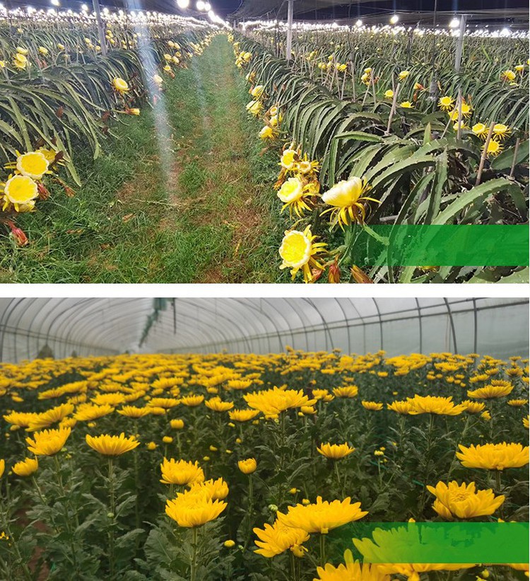 dragon fruit grow led bulb light application1 dragon fruit grow led bulb light application1