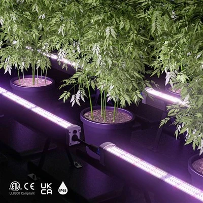 Full Spectrum LED Under Canopy Grow Light Strip Supplemental Light for Indoor Vertical Farm Plants
